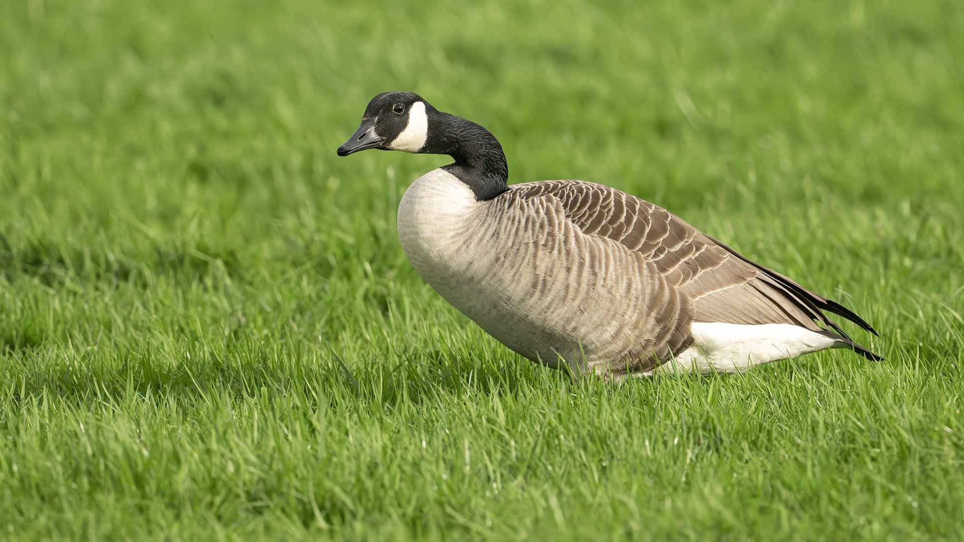 Canada Goose